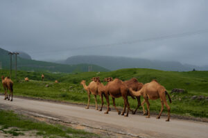 Hawana_Salalah_Hotels_Khareef_45_^SEQN^